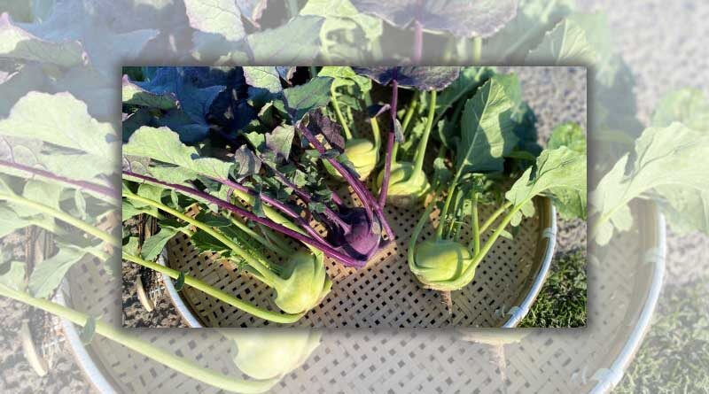 Humble heritage vegetable brings new wave of opportunity for growers