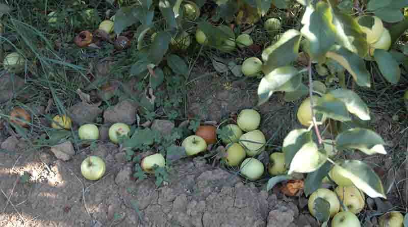 Reducing food loss and waste central to tackling climate change, food insecurity and to making more efficient use of our natural resources says FAO expert