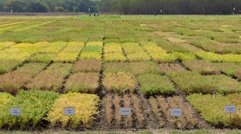 Women scientists create top 3 climate-smart chickpea varieties in India for 2022