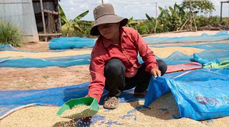 World food commodity prices dip for fifth month in a row in August