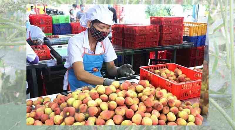 Agro-forestry-aquatic product exports rise 13% in eight months