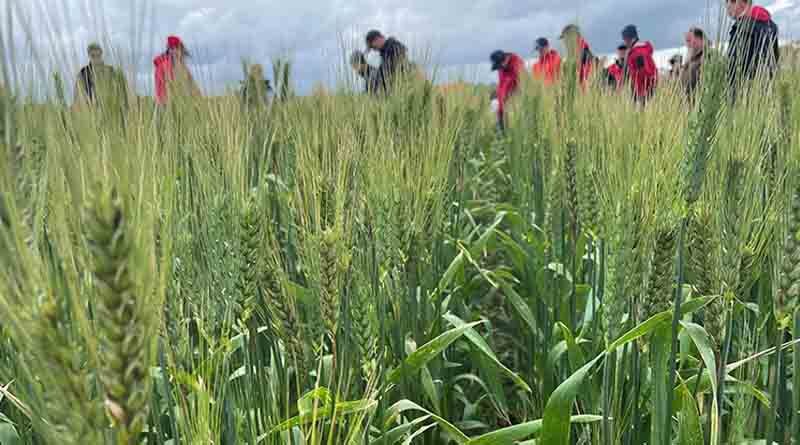 Australia: Cropping update - September 2022