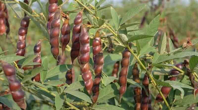 Tur dal seed coat has six times more calcium than milk: ICRISAT