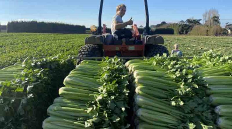 Fifth generation celery growing business stands the test of time