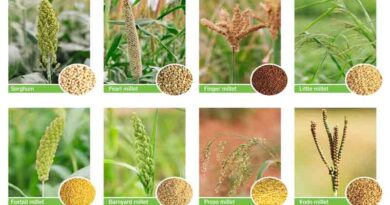 Good practices on millet mainstreaming: NITI Aayog and ICRISAT to share expertise and knowledge