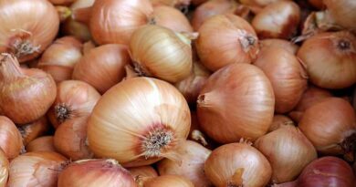 Reduction in sowing of onion due to poor experience of last two years of onion farmers