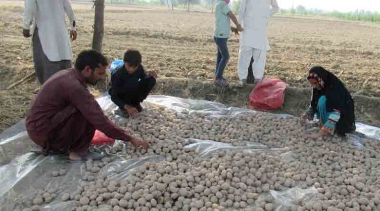 Boosting socio-economic gender equity for smallholder potato farmers in Pakistan