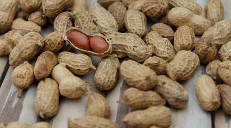 In a first, ICRISAT uses X-ray to assess peanuts' quality