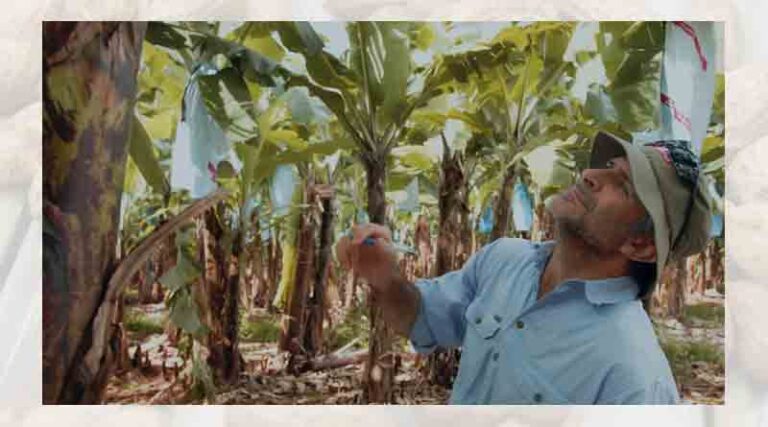 A new era in banana leaf disease control arrives with Routine®