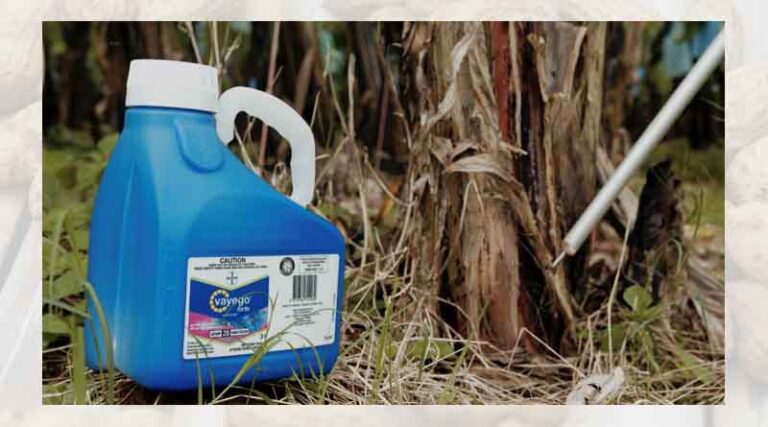 Banana Weevil Borer being brought under control by Vayego Forte®
