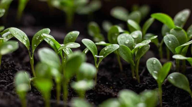 Pretreating soil with Ethanol may help to save wheat and rice from draught