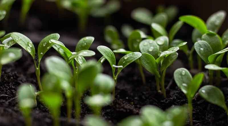 Pretreating soil with Ethanol may help to save wheat and rice from draught