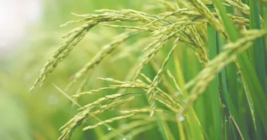 All-india consumer price index numbers for agricultural and rural labourers – August, 2022