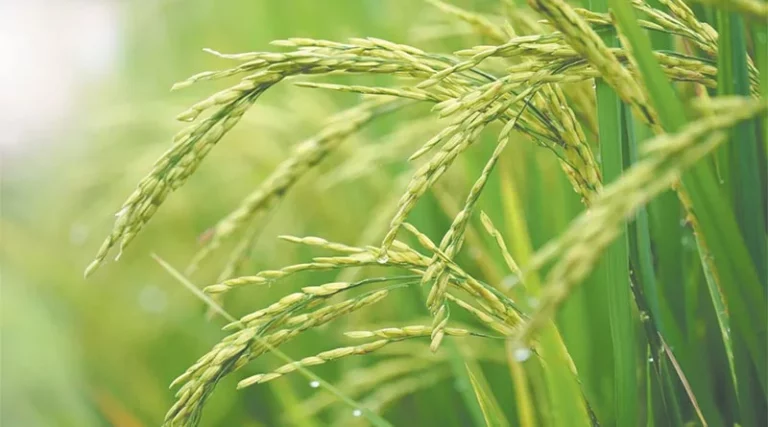 The government has decided to re-open meri fasal-mera byora portal for three days so that farmers can register for kharif crops and upload their details