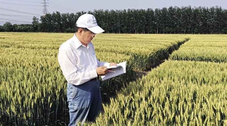 A Chinese Wheat Breeder's International Vision