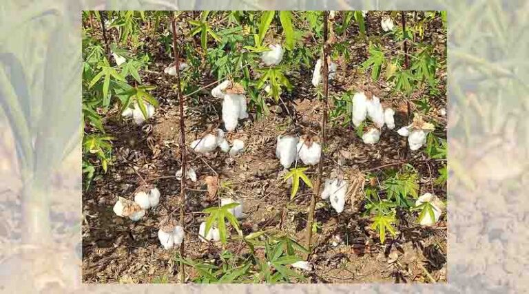 Success in the battle against the cotton seed crisis: First ever release of organic cotton varieties in India