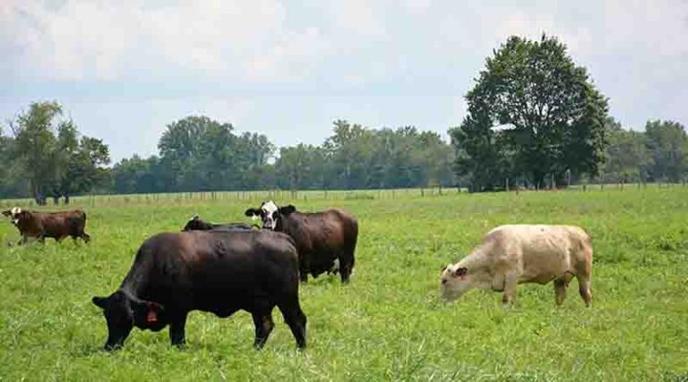Australia: Cattle update – September 2022