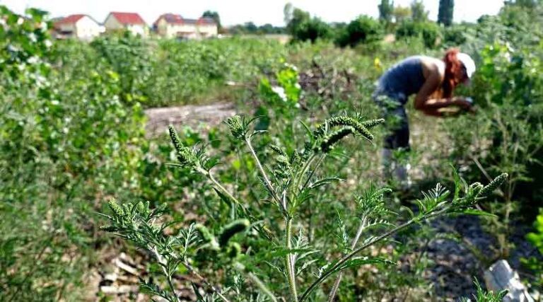 PhD student steps up fight against ragweed which is rated world’s fourth most serious invasive weed