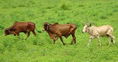 More than 75 thousand cattle dead in India by Lumpy Skin Disease; Farmer protest reported across various states