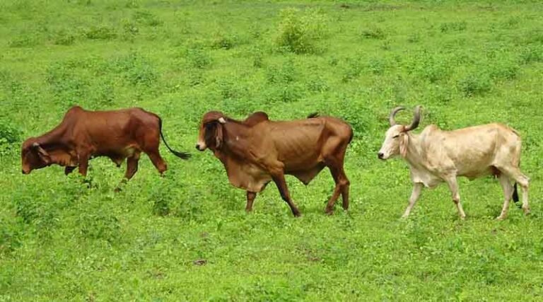 More than 75 thousand cattle dead in India by Lumpy Skin Disease; Farmer protest reported across various states