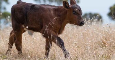 Lumpy skin disease killing 600-700 cattle a day in Rajasthan; Farmers protested heavily in Jaipur