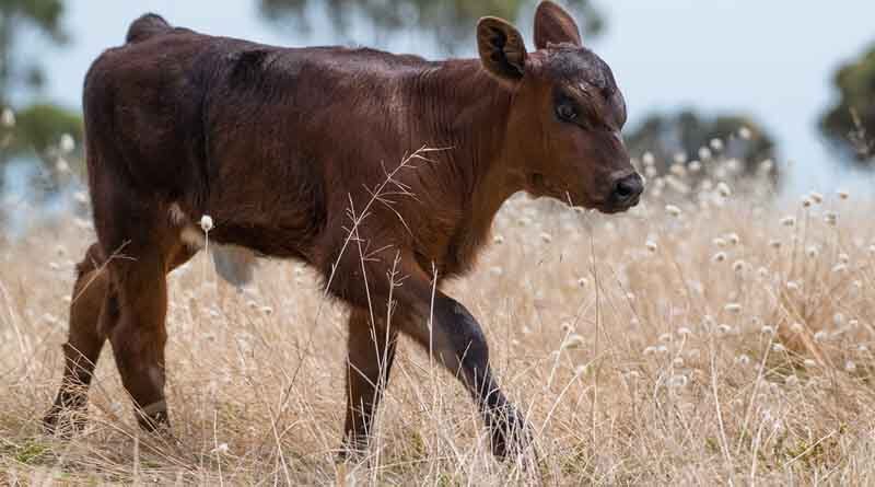 Lumpy skin disease killing 600-700 cattle a day in Rajasthan; Farmers protested heavily in Jaipur