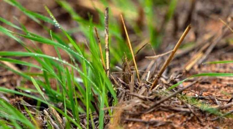New study to track complete picture of nitrogen losses