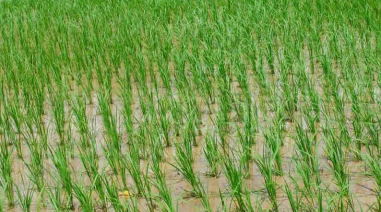 Paddy Varieties