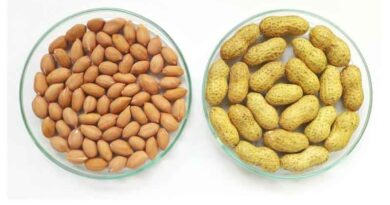 New variety of heart-healthy groundnut to benefit all of India