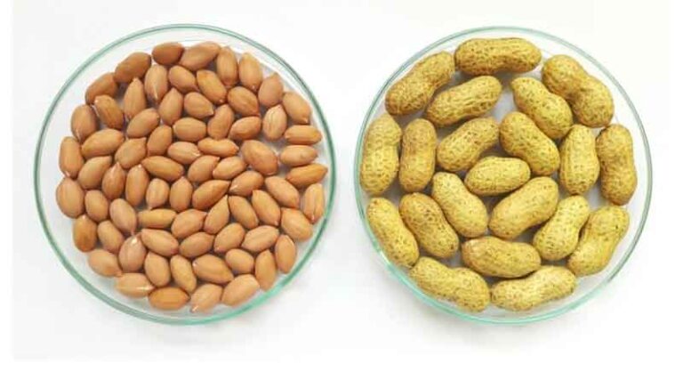 New variety of heart-healthy groundnut to benefit all of India