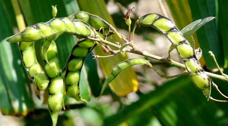 Arhar Varieties Suitable for growing in Kharif in Uttarakhand (Plains and hill)
