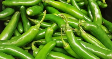 Chilli Varieties Suitable for growing in Kharif in Uttarakhand (Plains and Hill)
