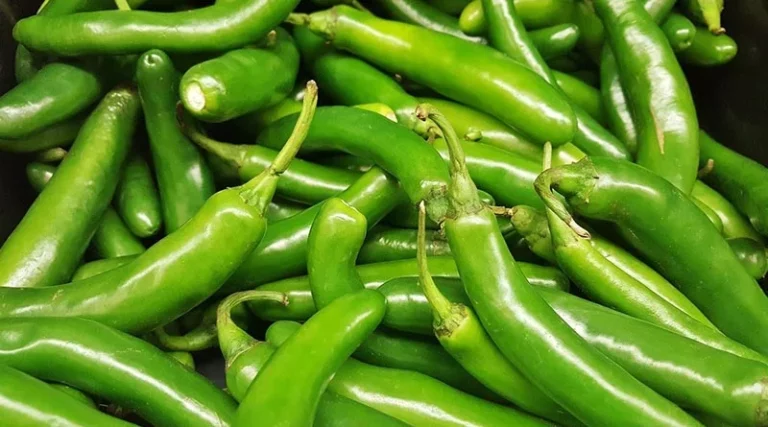 Chilli Varieties Suitable for growing in Kharif in Uttarakhand (Plains and Hill)