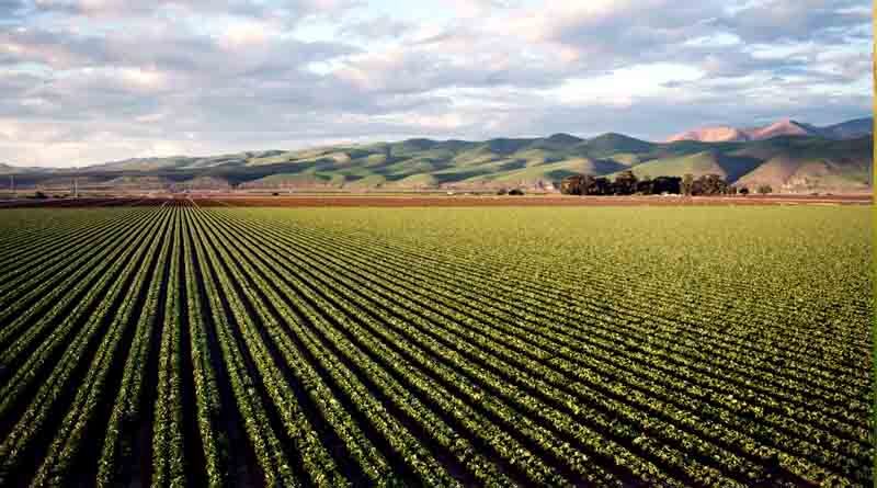 Amaranth Varieties Suitable for growing in Kharif in Uttarakhand (For Hills)