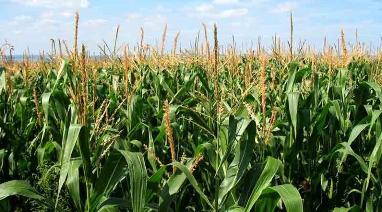 Maize Varieties Suitable for growing in Kharif in Uttarakhand (Mid and High Hills)