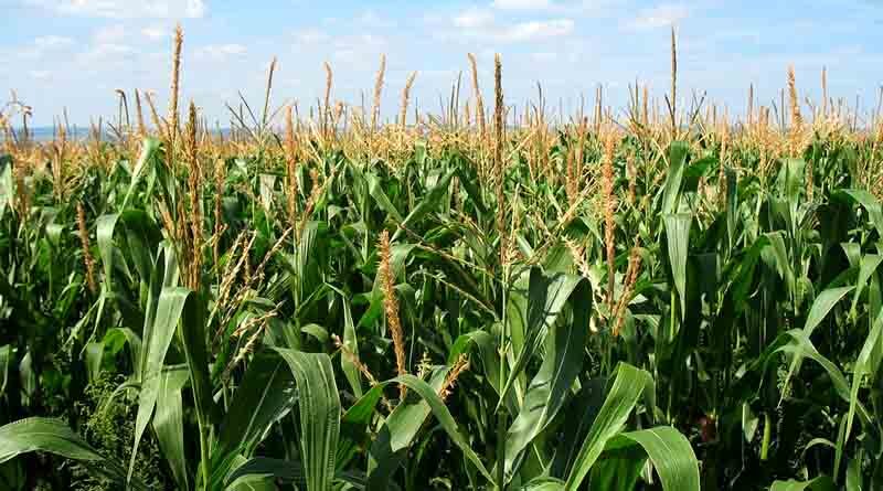 Maize Varieties Suitable for growing in Kharif in Uttarakhand (Mid and High Hills)