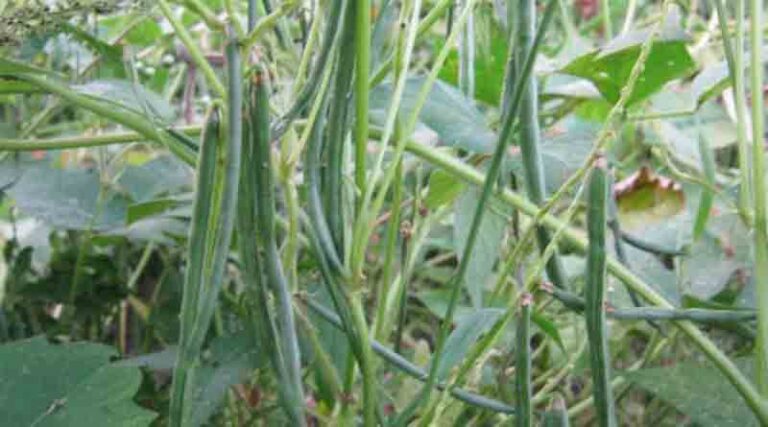 Rice Bean Varieties Suitable for growing in Kharif in Uttarakhand (Hill)