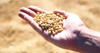 Soybean Varieties Suitable for growing in Kharif in Uttarakhand (For Tarai and Bhabar)
