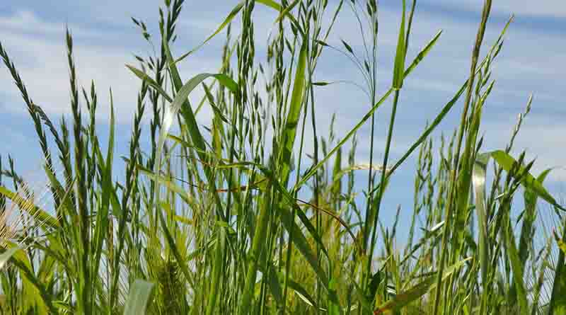 Victoria the focus of GRDC Southern Panel tour