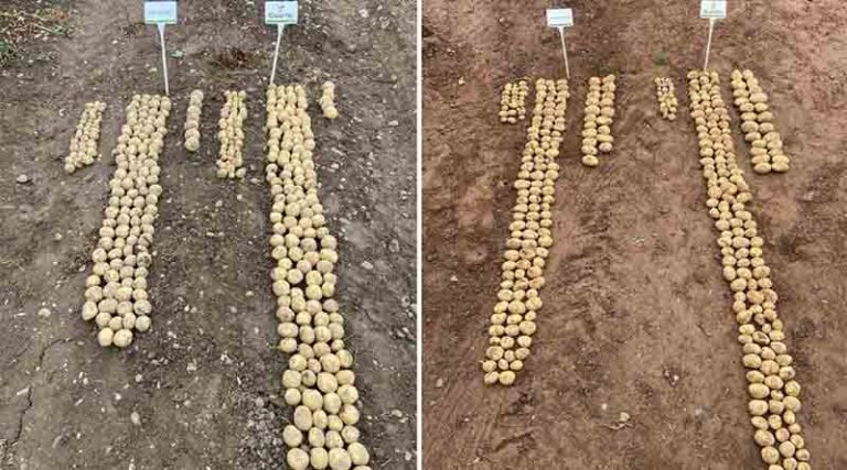 Heat stress hits potato yields