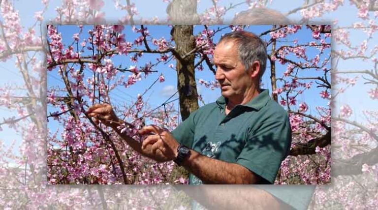 Peachy lifestyle remains on 120-year-old orchard