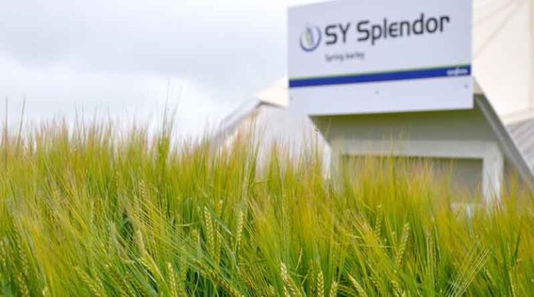 Spring barley SY Splendor being launched into feed market