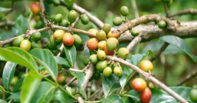 Plenty of room for Vietnamese coffee exports to Spain