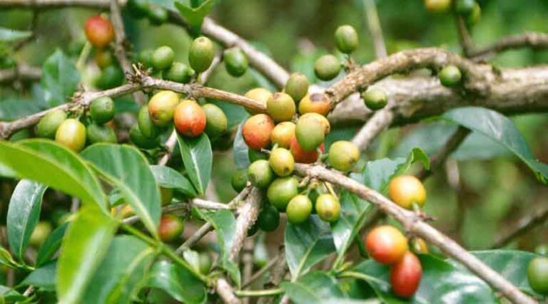 Plenty of room for Vietnamese coffee exports to Spain