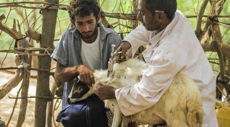 New $250 million USAID grant will boost FAO’s efforts to strengthen global health security and agrifood systems