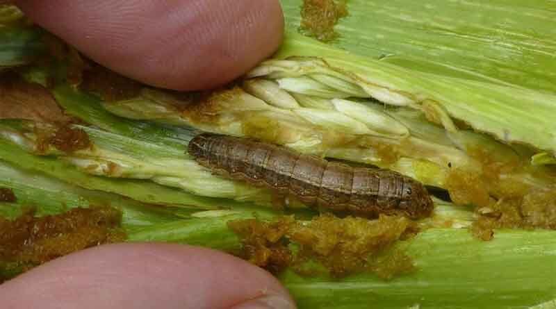 CABI-led study provides comprehensive review of devastating fall armyworm pest
