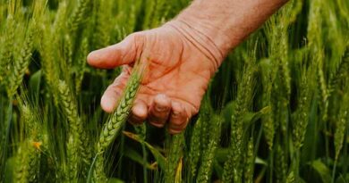 Australia: Cropping update – late October 2022