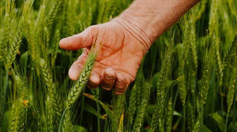 Australia: Cropping update – late October 2022