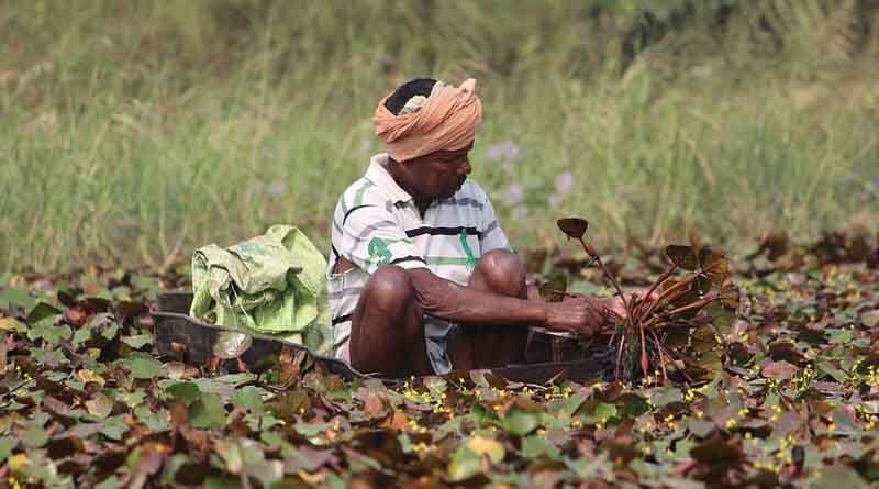 Indian government implements restricts for use of Glyphosate