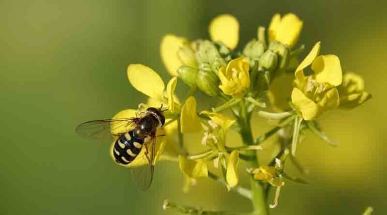 The Ministry of Environment, Forest and Climate Change (MoEF&CC) has approved the environmental release of GM Mustard in India post recommendation from Genetic Engineering Appraisal Committee (GEAC).